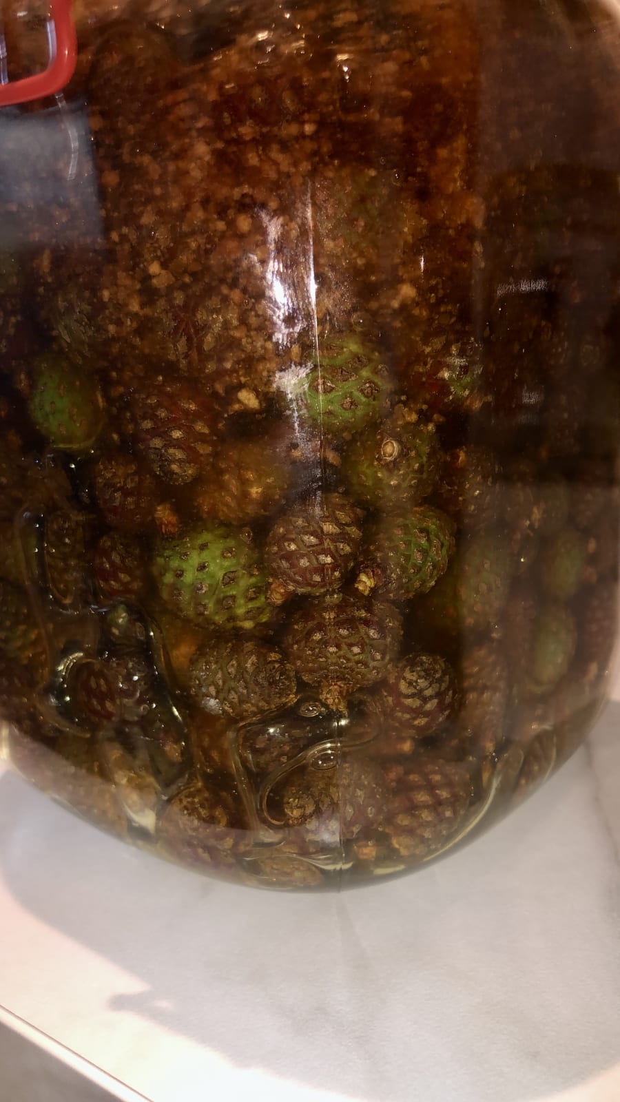 Le gemme di pino mugo in vaso
