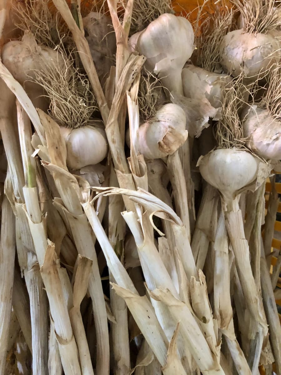 L'aglio rosso delle Marche