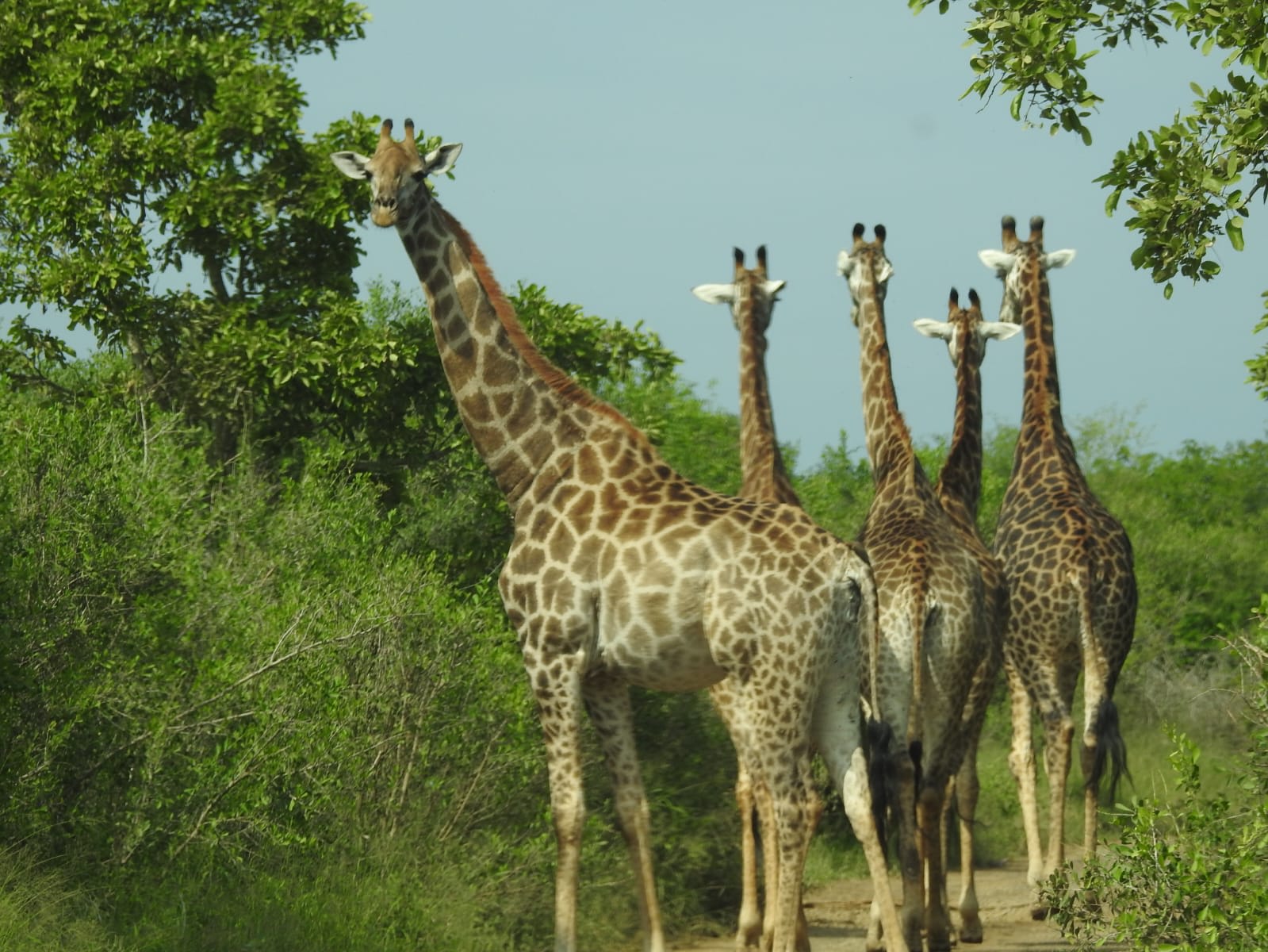 A giraffe crossing the road ahead of a safari vehicle