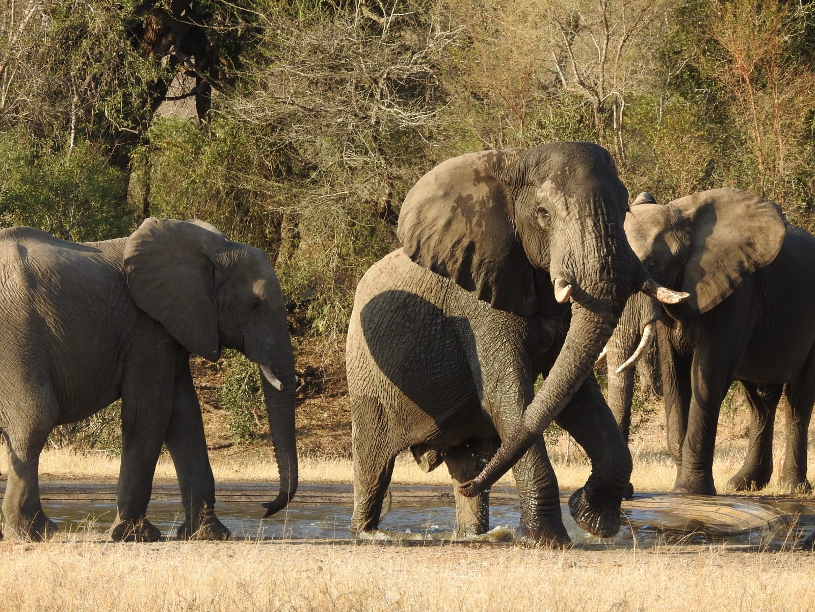 A herd of elephants crossing a dirt road at dusk
