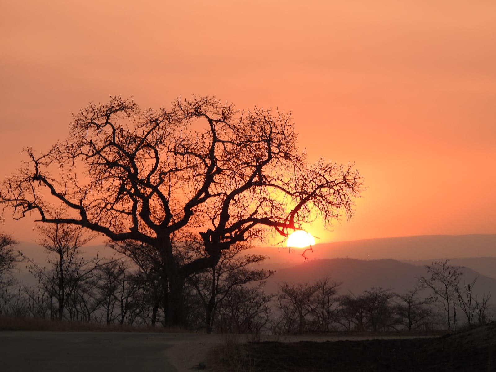 A dramatic red African sunset behind an acacia tree