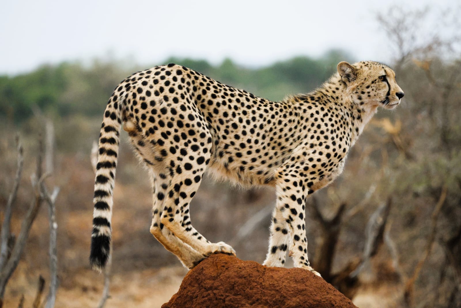 A Mbazi Safaris guide with guests on a custom safari experience