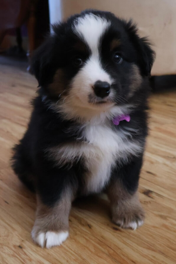 Selenite adult photo