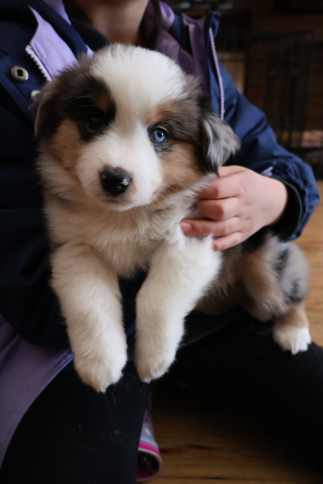 Chantilly adult photo