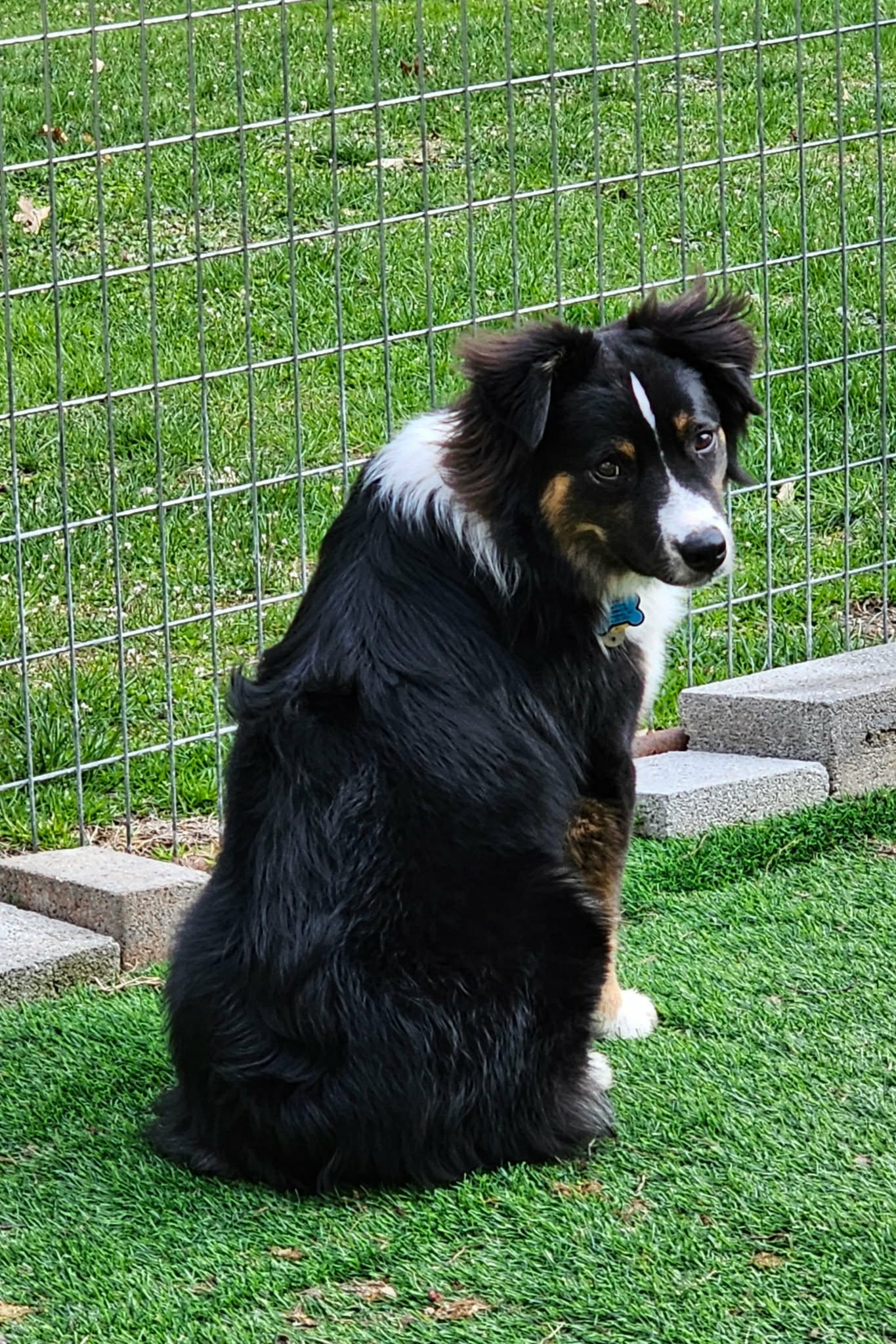 Auggie adult photo