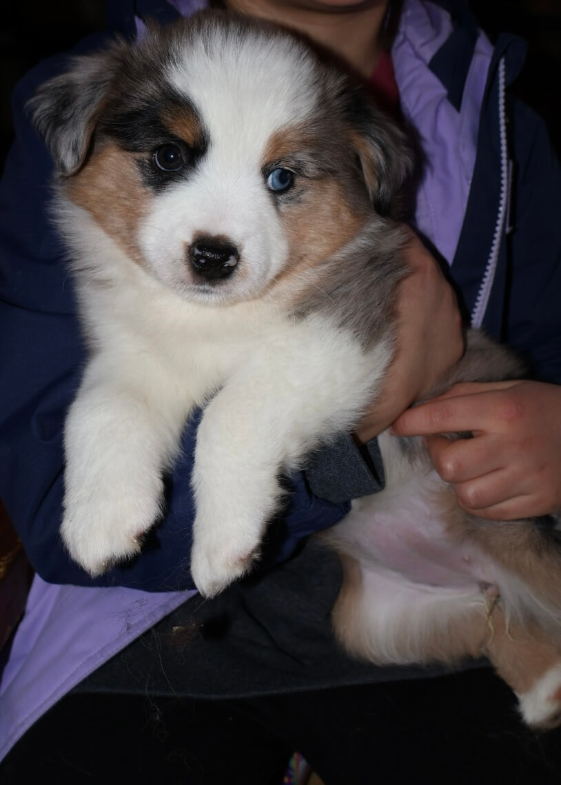 Chantilly puppy photo