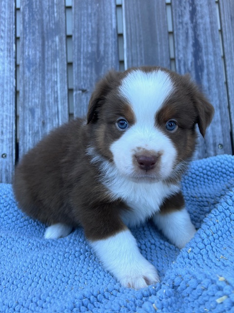 Z puppy photo