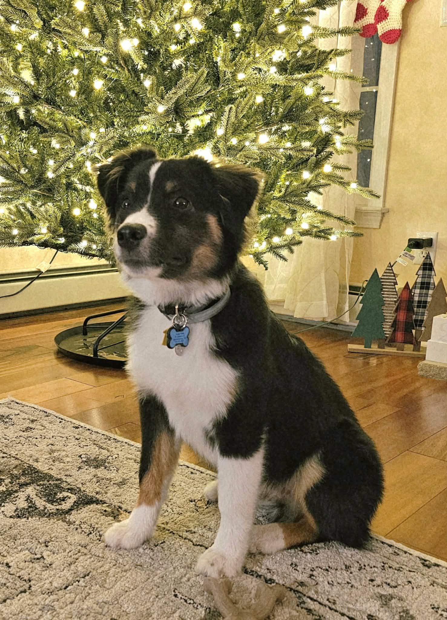 Auggie puppy photo
