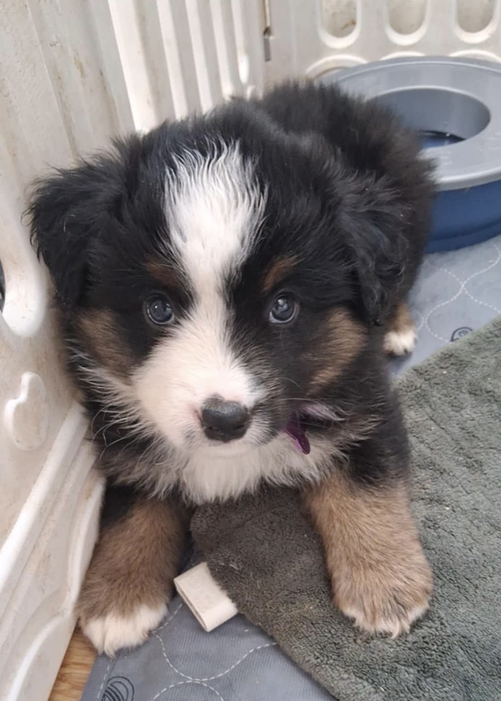 Selenite puppy photo