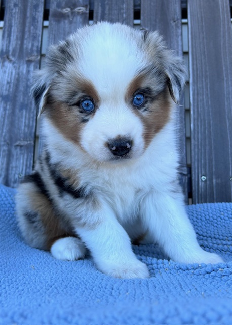 Meatball puppy photo