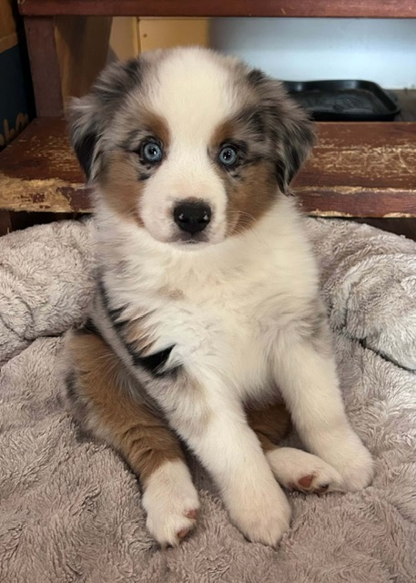 Meatball puppy photo