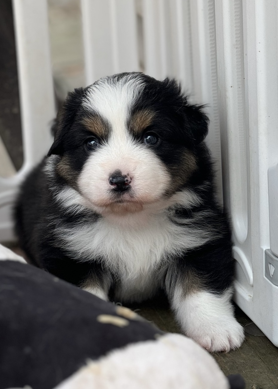 Polly puppy photo