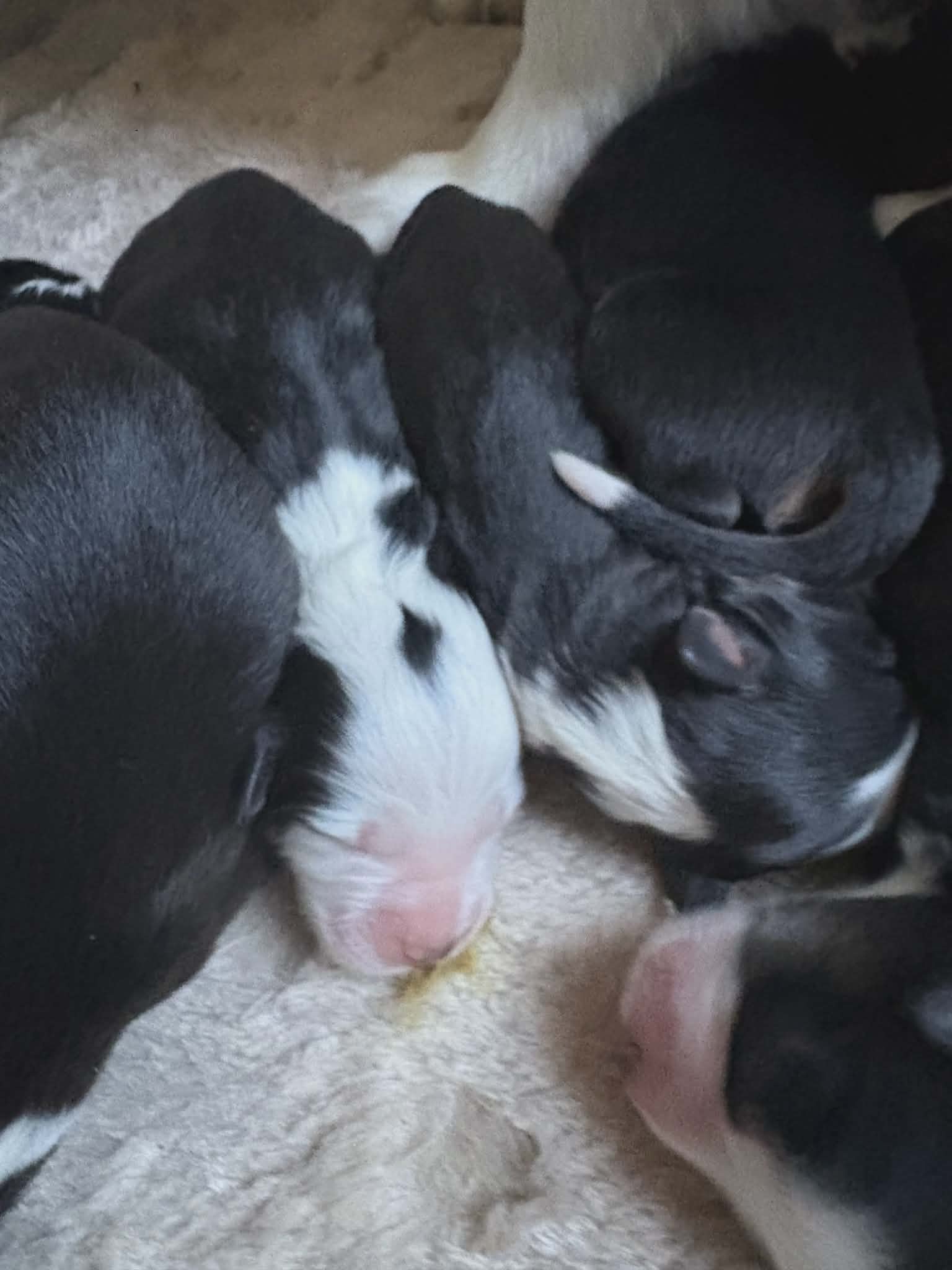 Available Soon ~ New Litter in CT! photo 1
