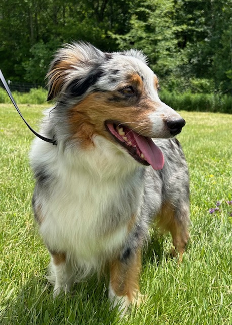 Bannie (Adult Rehome) photo 2