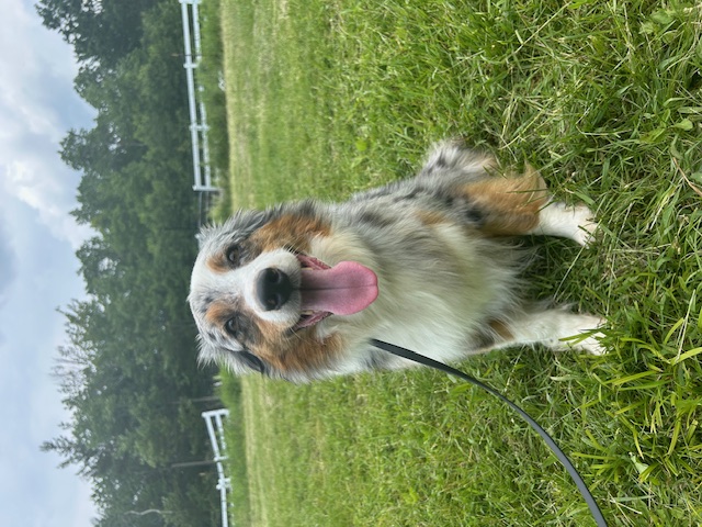 Bannie (Adult Rehome) photo 1