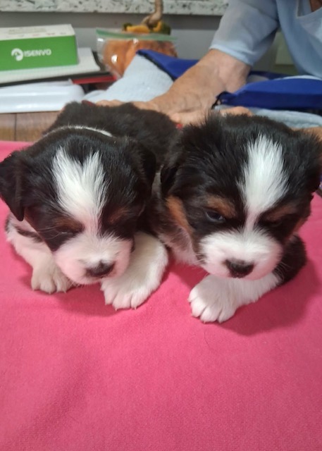 Available ~ New Litter in CT! photo 1