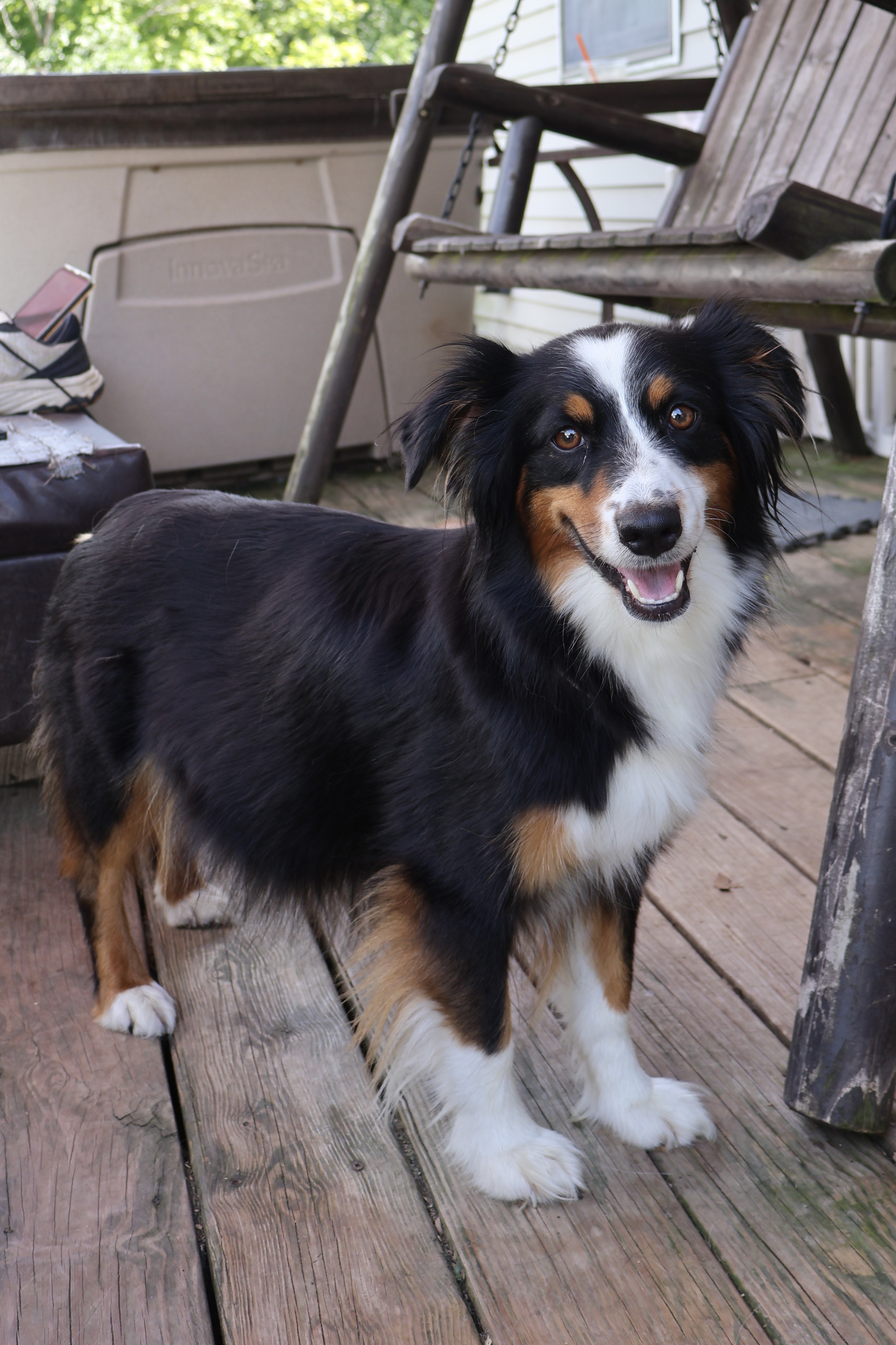 Available- New Litter! photo 2