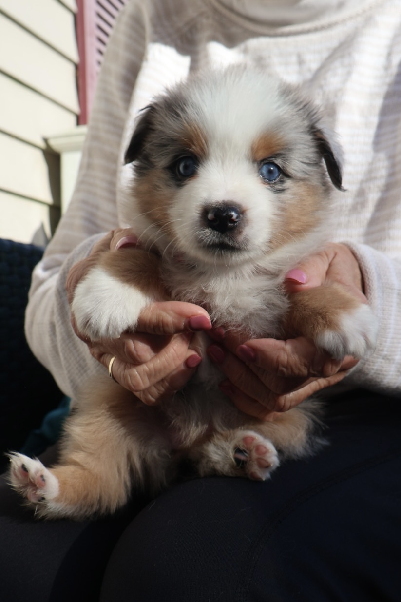 Ash x Emmy- Blue Merle Girl (Sold) photo 4