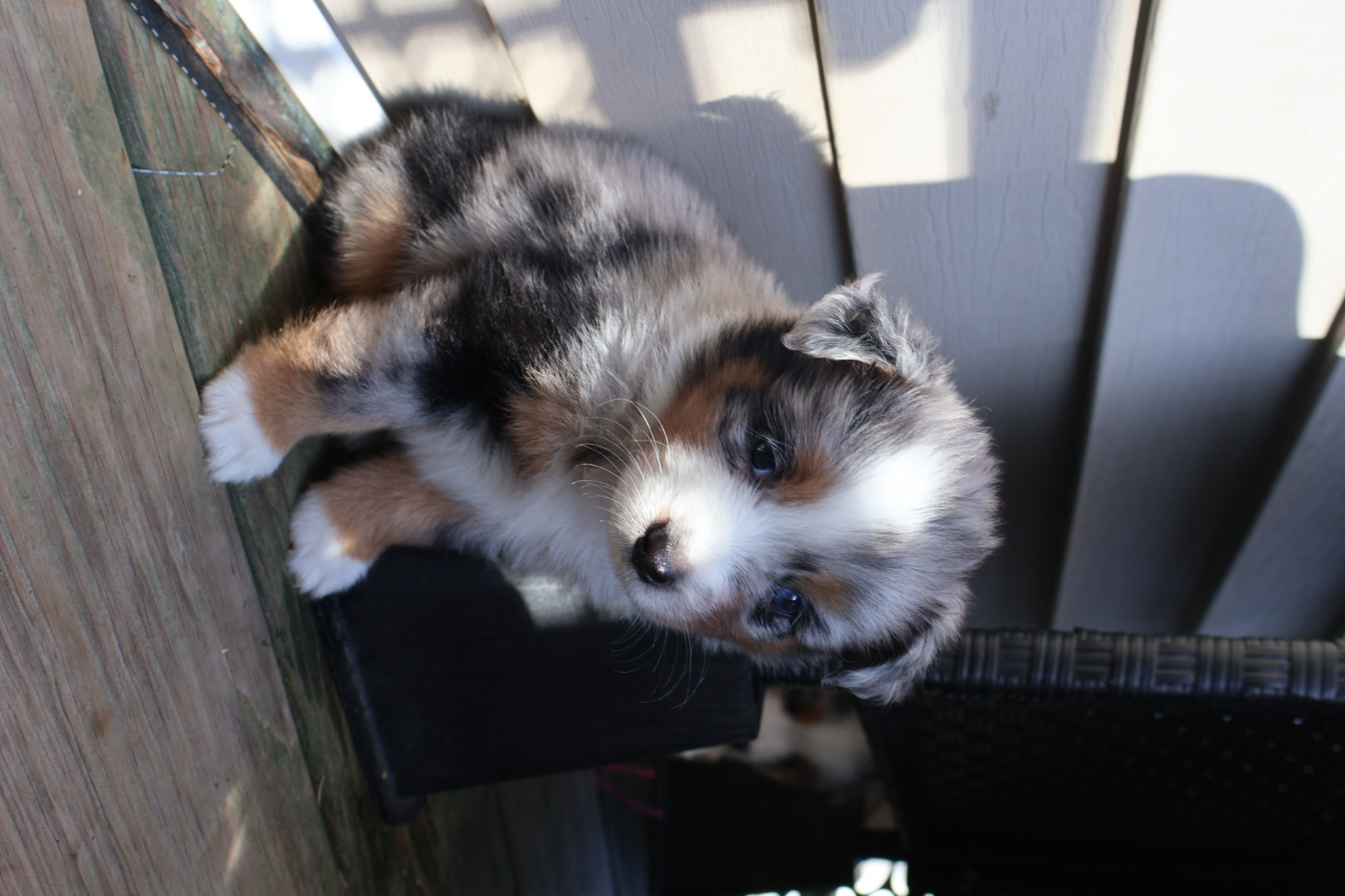 Ash x Emmy- Blue Merle Boy 3 (Sold) photo 4