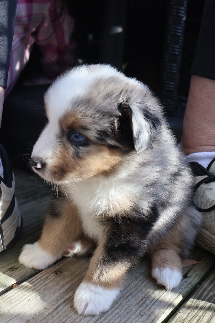 Ash x Emmy- Blue Merle Boy 1 (Sold) photo 2