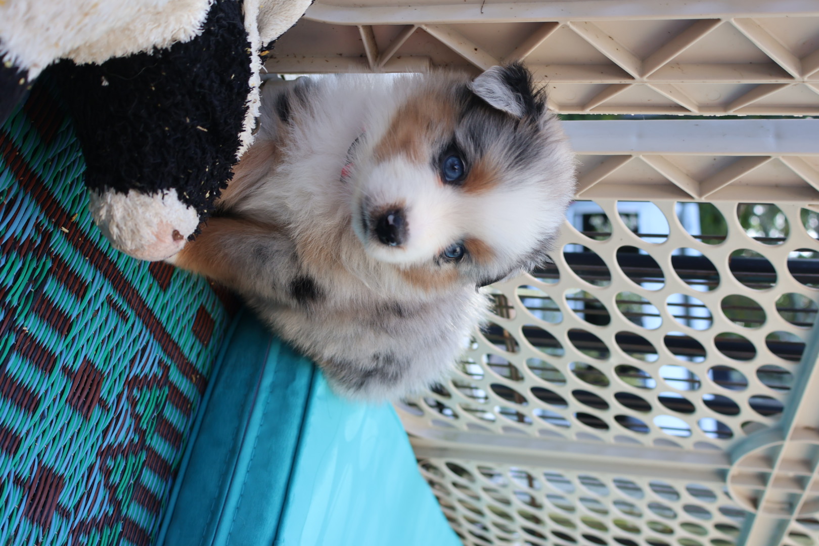 Ash x Emmy- Blue Merle Girl (Sold) photo 1