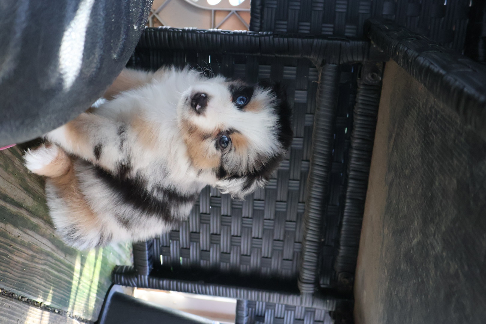 Ash x Emmy - Blue Merle Boy 2 (Sold) photo 1