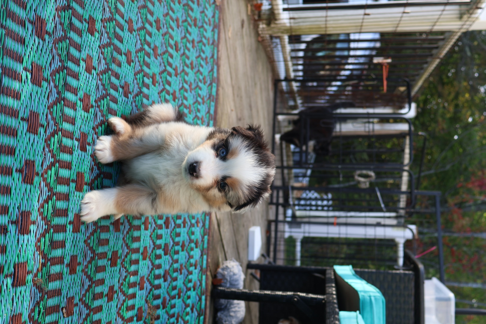 Ash x Emmy - Blue Merle Boy 2 (Sold) photo 4