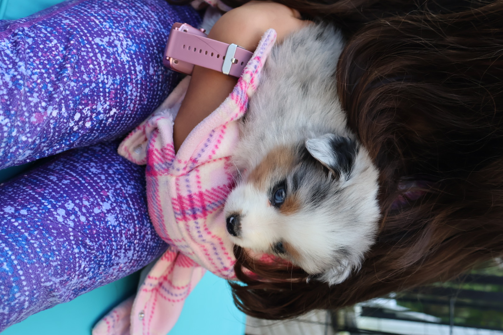 Ash x Emmy- Blue Merle Girl (Sold) photo 3
