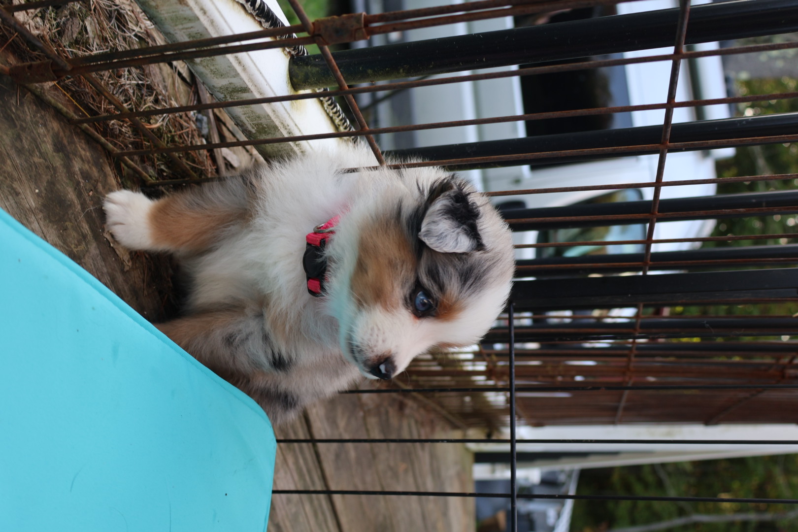 Ash x Emmy- Blue Merle Girl (Sold) photo 2