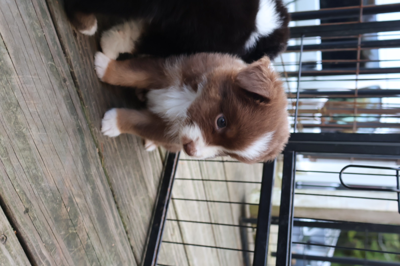 Ash x Emmy- Red Tri Boy (Pending) photo 3