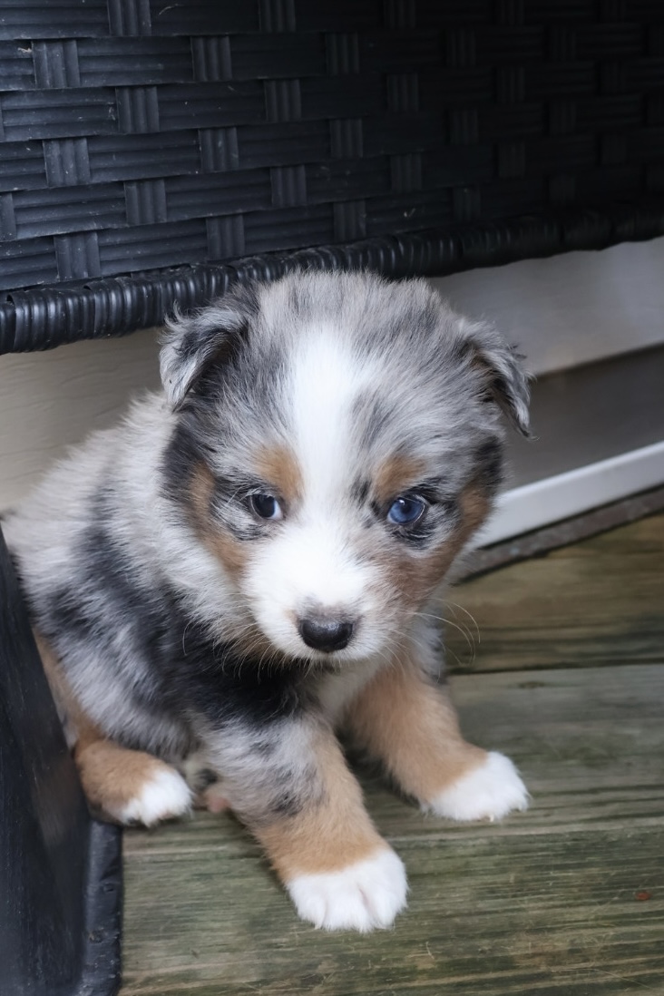 Ash x Emmy- Blue Merle Boy 3 (Sold) photo 3
