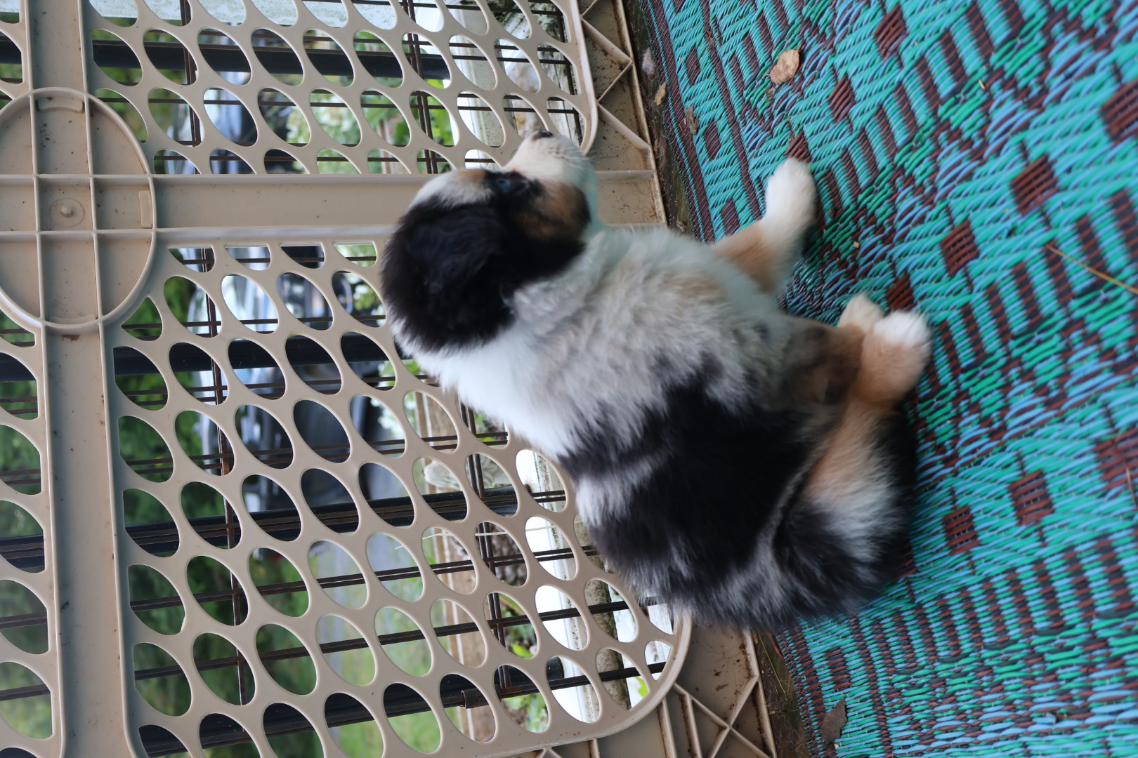 Ash x Emmy - Blue Merle Boy 2 (Sold) photo 3