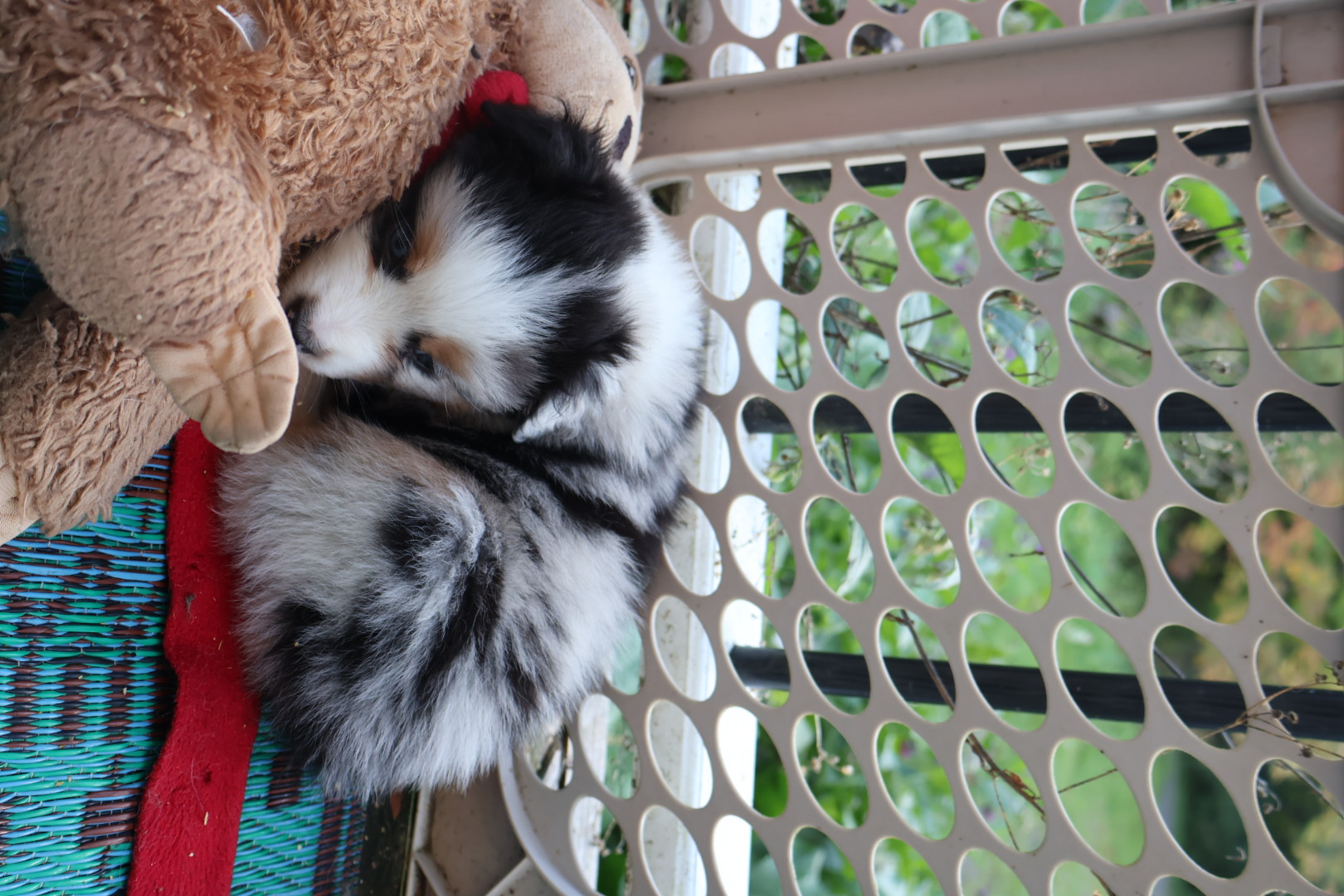 Ash x Emmy - Blue Merle Boy 2 (Sold) photo 2