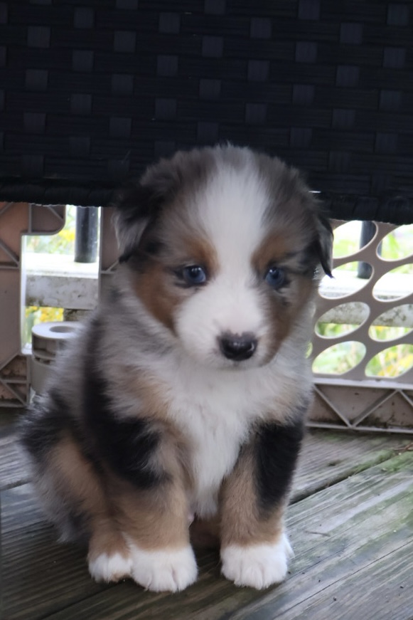 Ash x Emmy- Blue Merle Boy 1 (Sold) photo 1