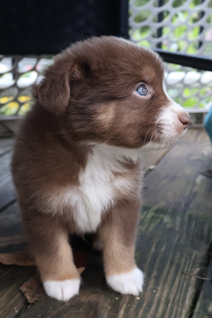 Ash x Emmy- Red Tri Boy (Pending) photo 2