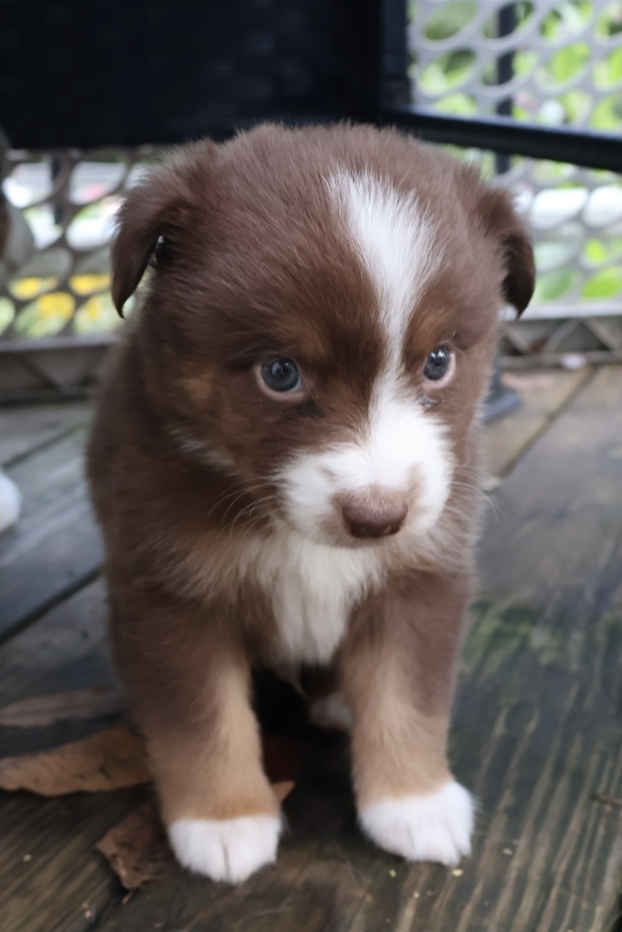 Ash x Emmy- Red Tri Boy (Pending) photo 1