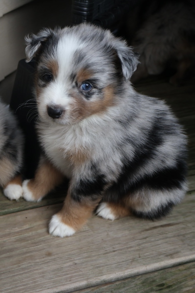 Ash x Emmy- Blue Merle Boy 3 (Sold) photo 1