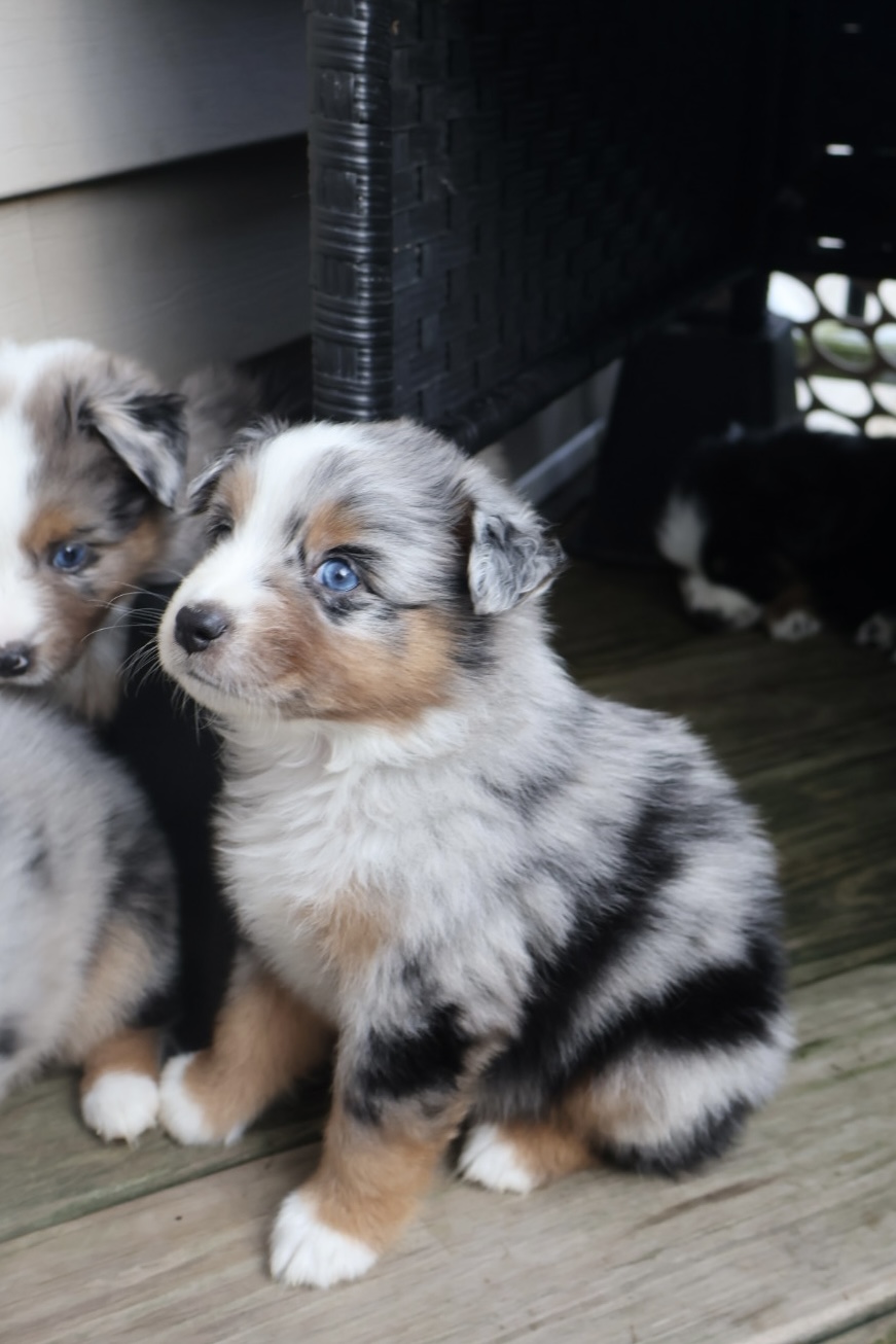 Ash x Emmy- Blue Merle Boy 3 (Sold) photo 2