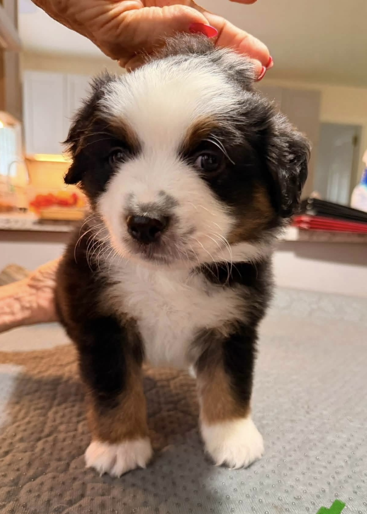 Dooley (Available) photo 2