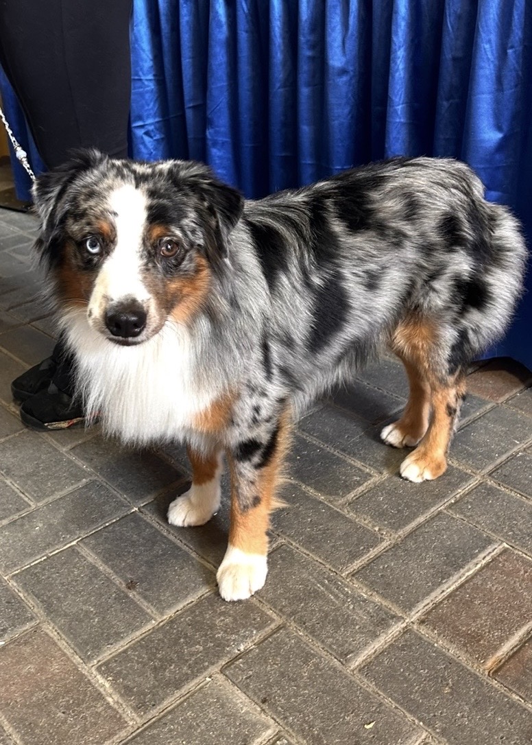 Available- New Litter! photo 3