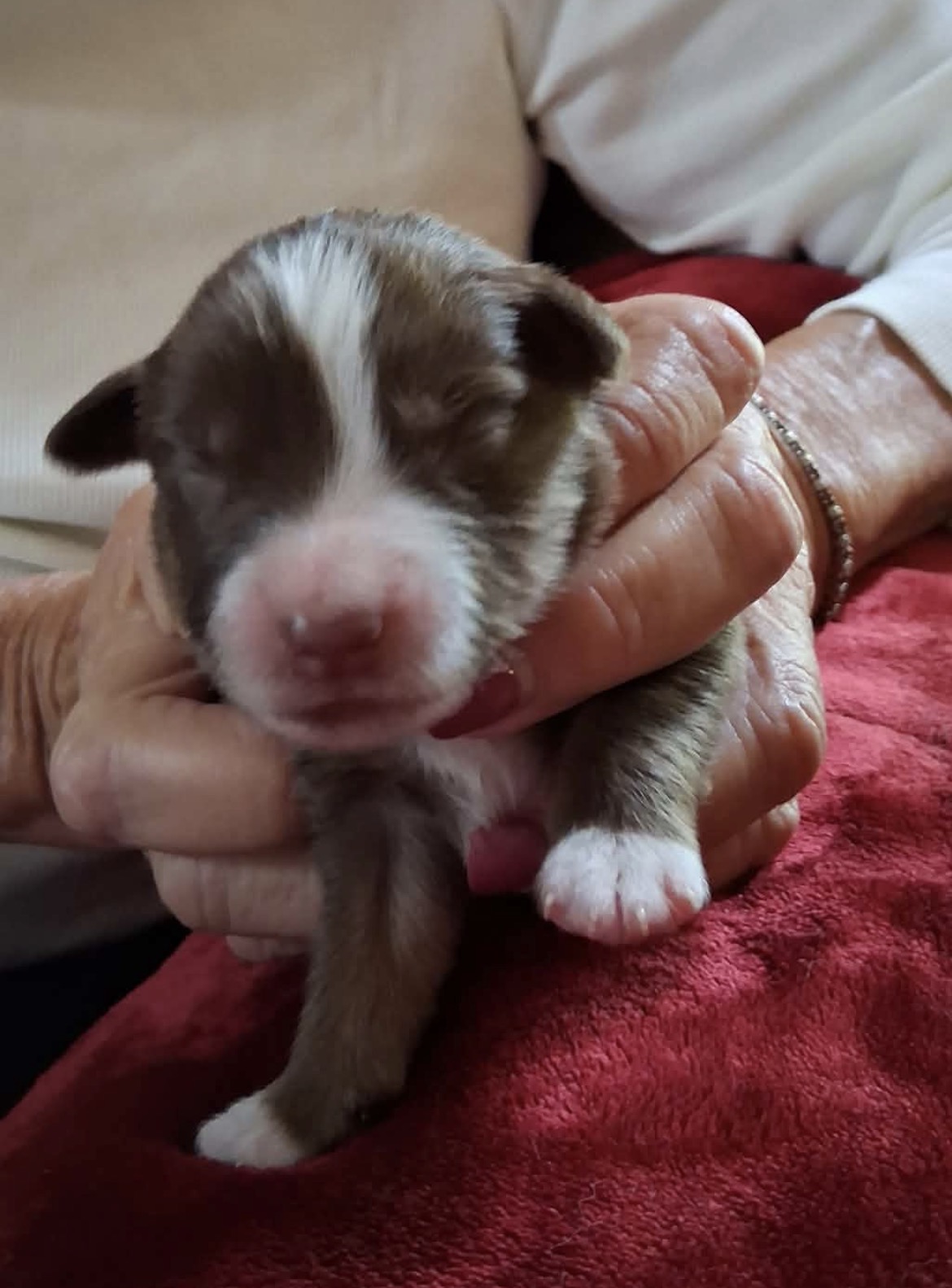 Ash x Emmy- Puppy #8 photo 2