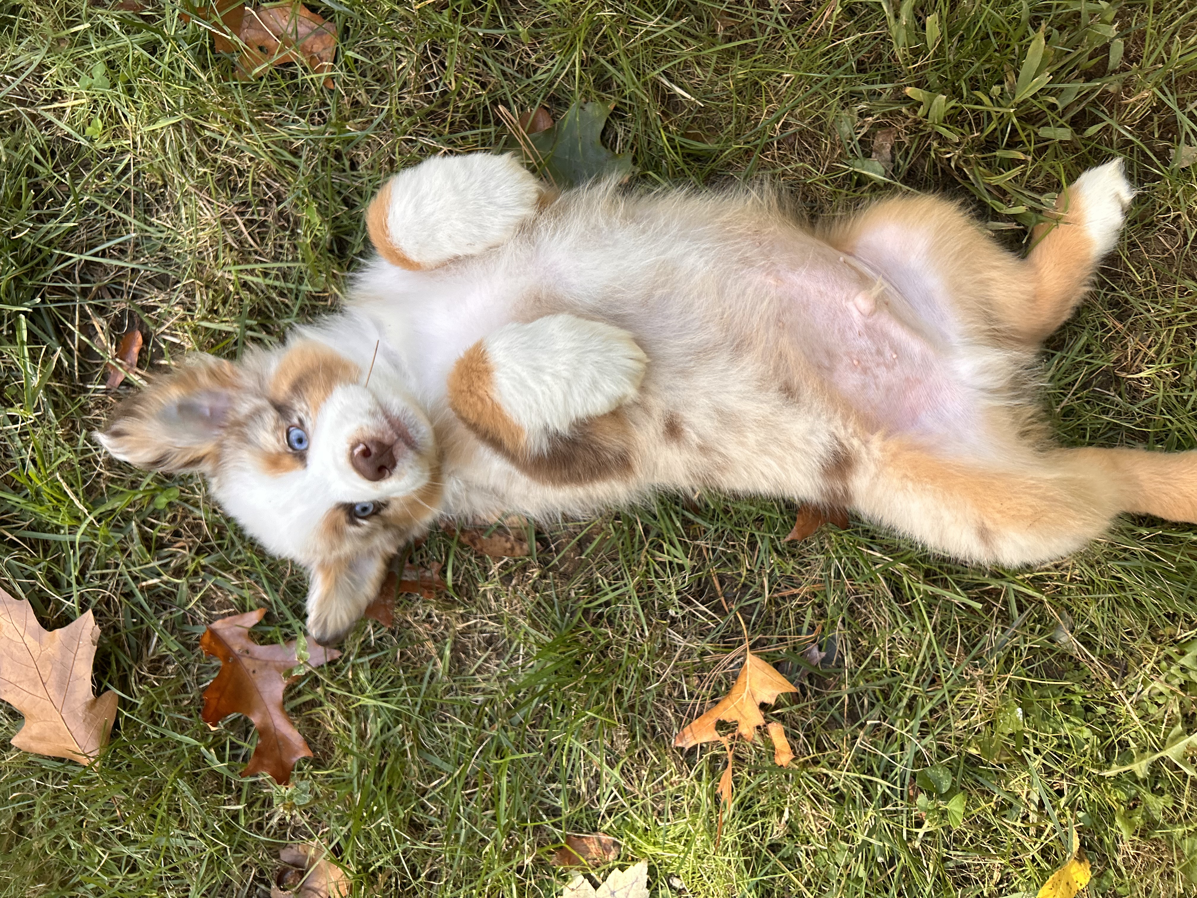 Ash x Emmy- Little Rusty (Available) photo 2