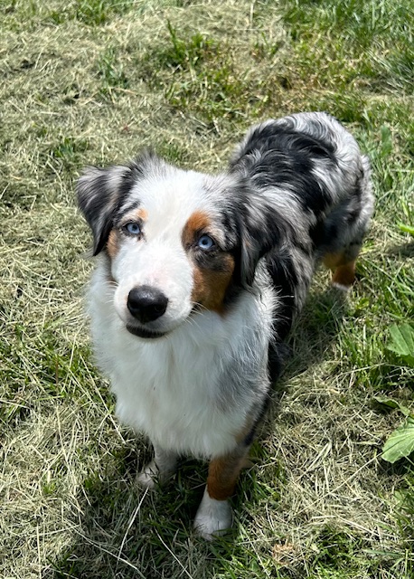 X Available Adult - Linnie photo 3