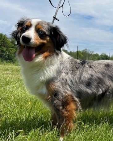 Rella (Adult Rehome) photo 2