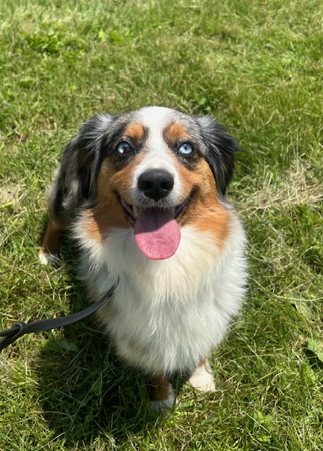 Rella (Adult Rehome) photo 1