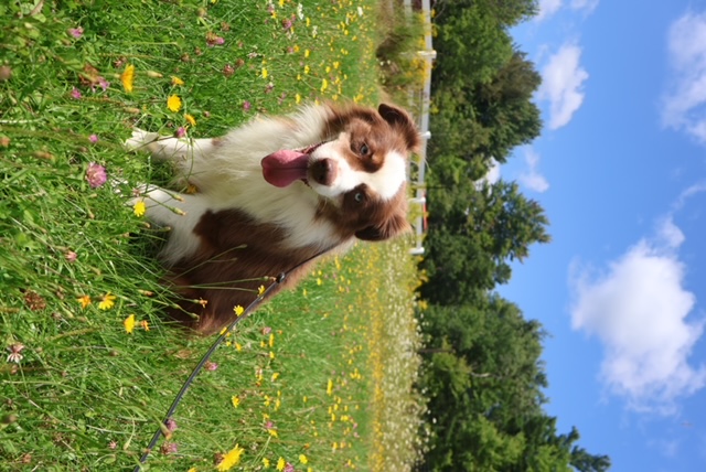 X Rehome - Sandz photo 2