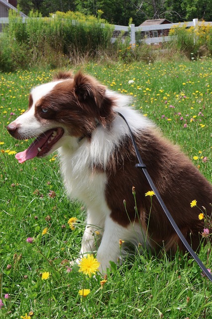 X Rehome - Sandz photo 3