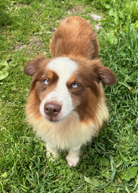 Sandz (Adult Rehome) photo 3