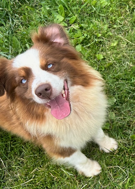 Sandz (Adult Rehome) photo 2