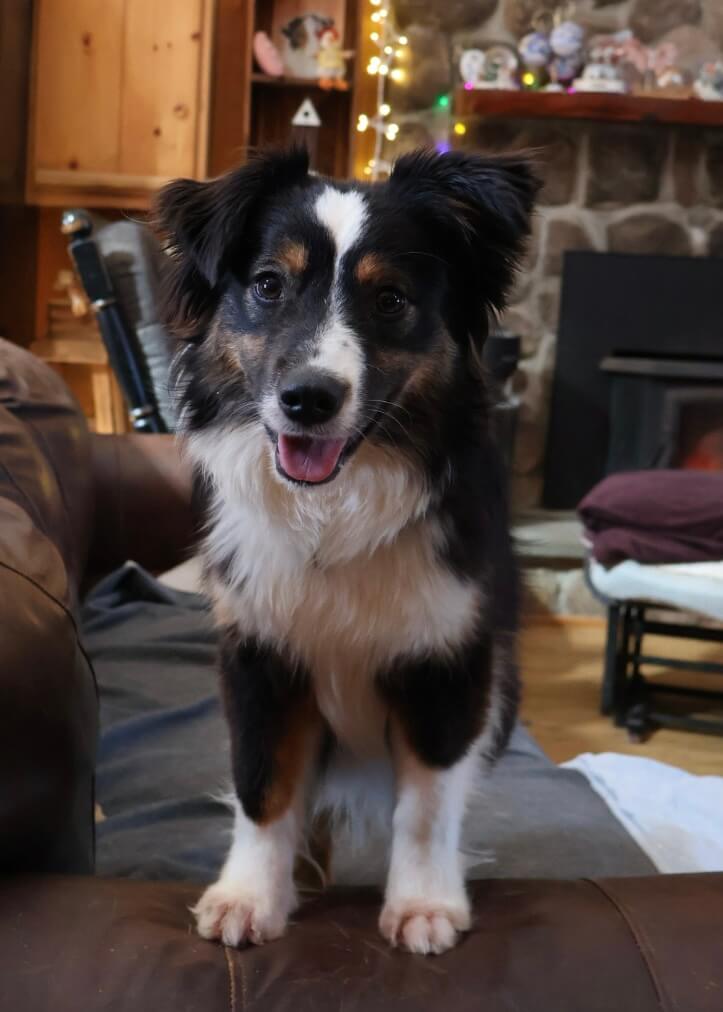 Yellie (Available) photo 1